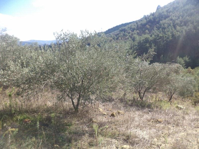 AC�L SATILIK ZEYT�NL�K