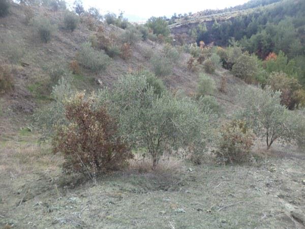 SATILIK BEDAVADANDA UCUZ ZEYT�NL�K