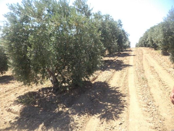 SATILIK MUHTE�EM ZEYT�NL�K