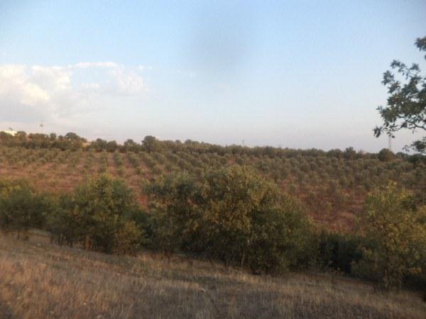 SATILIK ZEYT�NL�K